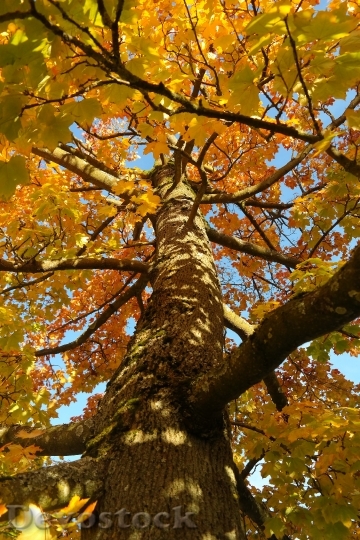 Devostock Tree Log Maple Acer 0