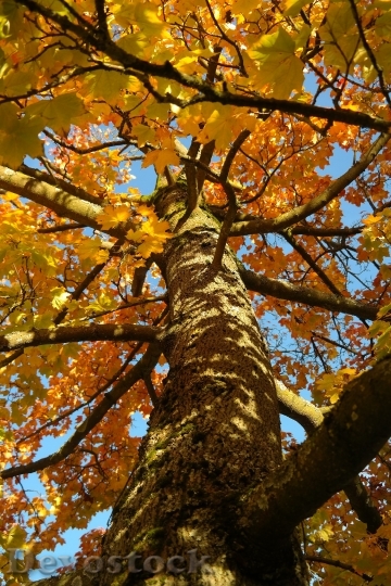 Devostock Tree Log Maple Acer 1