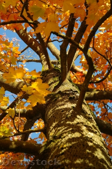 Devostock Tree Log Maple Acer