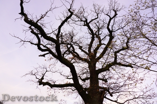 Devostock Tree Oak Aesthetic Bark