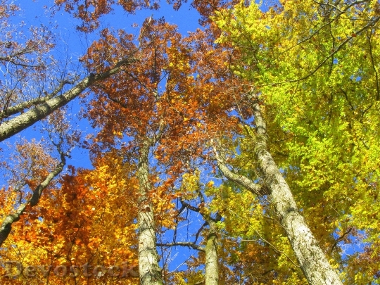 Devostock Tree Sky Leaves Blue
