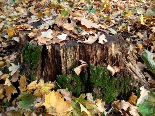 Devostock Tree Stump Fall Leaves
