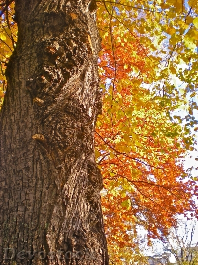 Devostock Tree Tribe Autumn Leaves