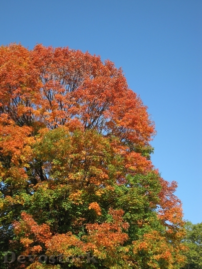 Devostock Trees Autumn Leaves Red