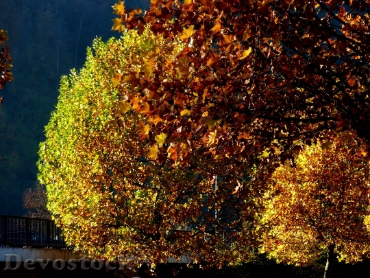 Devostock Trees Leaf Leaves Colorful 0