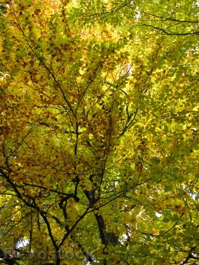 Devostock Trees Leaves Nature Autumn