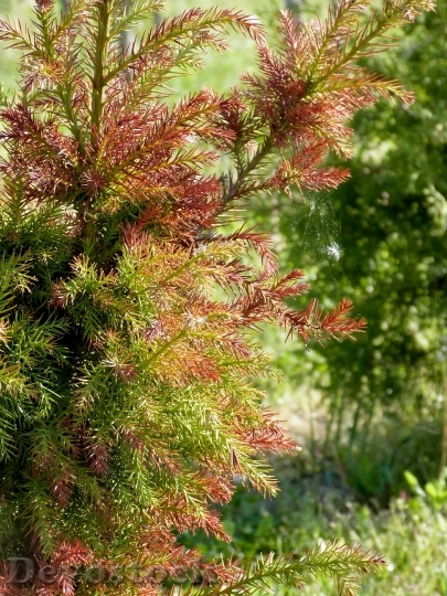 Devostock Trees Plants Pine Green
