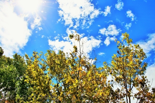Devostock Trees Sky Blue Clouds