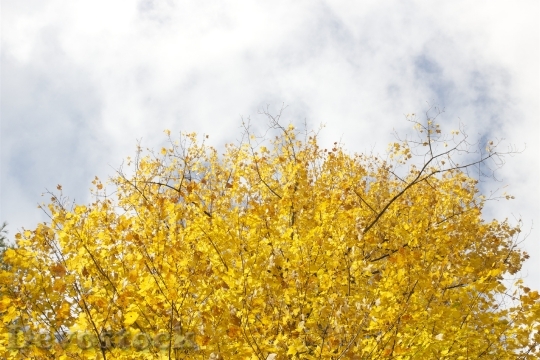 Devostock Trees Yellow Leaves Autumn