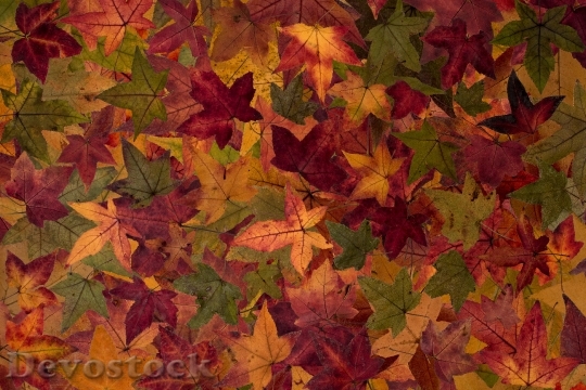 Devostock True Leaves Leaves Colorful 0