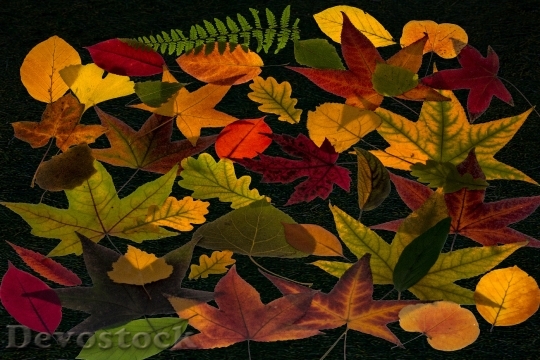 Devostock True Leaves Leaves Colorful