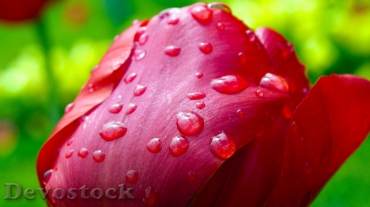 Devostock Tulip After Rain Raindrops