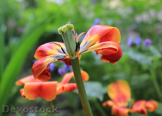 Devostock Tulip Beauty Macro Flower