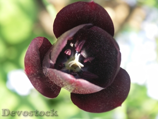 Devostock Tulip Black Flower 1580644