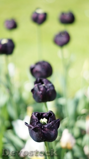 Devostock Tulip Black Flower Spring
