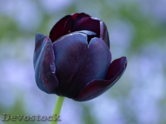 Devostock Tulip Black Lily Spring