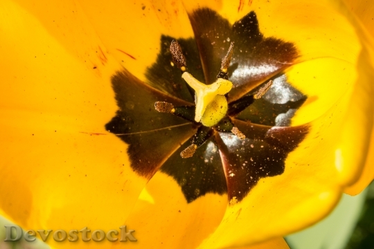 Devostock Tulip Blossom Bloom Calyx 0