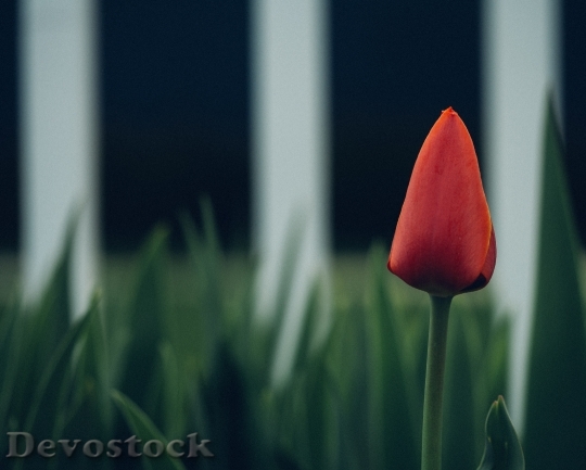 Devostock Tulip Blossom Bloom Closed