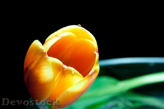Devostock Tulip Blossom Bloom Flower 0