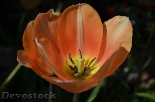 Devostock Tulip Blossom Bloom Flower 1