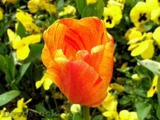 Devostock Tulip Blossom Bloom Flower 11