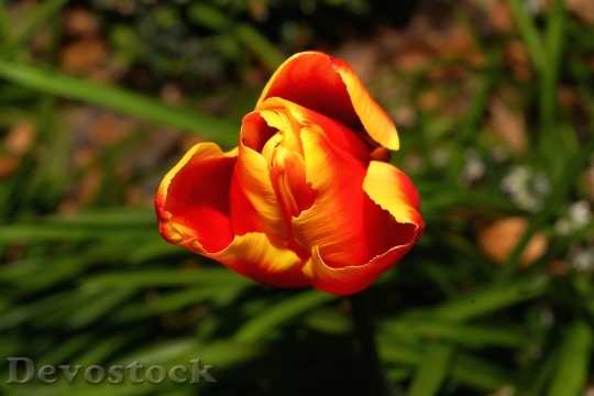 Devostock Tulip Blossom Bloom Flower 13