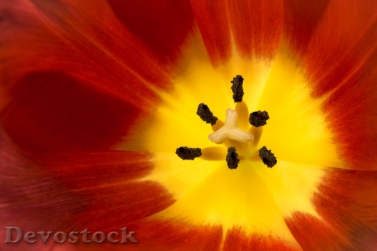 Devostock Tulip Blossom Bloom Flower 14