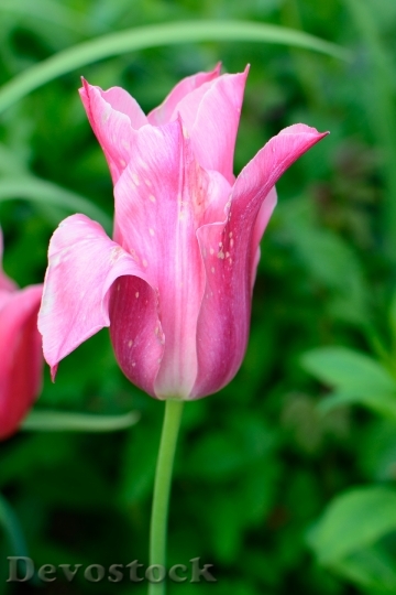Devostock Tulip Blossom Bloom Flower 15