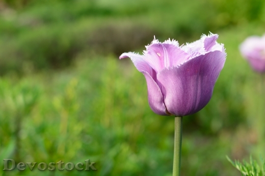 Devostock Tulip Blossom Bloom Flower 16