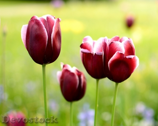 Devostock Tulip Blossom Bloom Flower 19