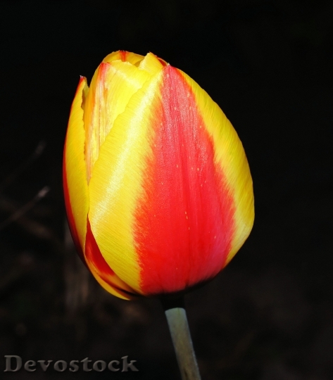 Devostock Tulip Blossom Bloom Flower 20