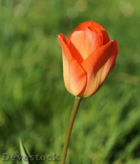 Devostock Tulip Blossom Bloom Flower 21