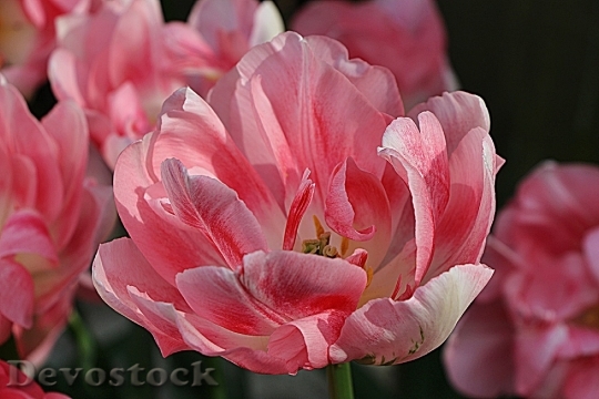 Devostock Tulip Blossom Bloom Flower 23