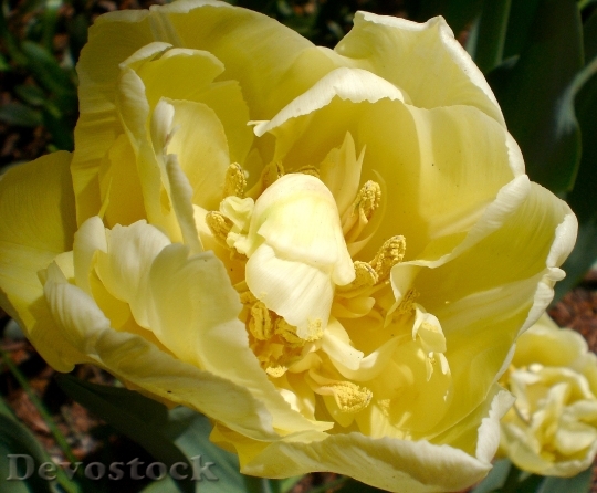 Devostock Tulip Blossom Bloom Flower 24