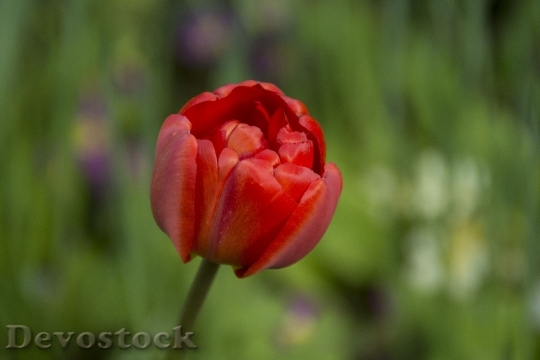 Devostock Tulip Blossom Bloom Flower 25