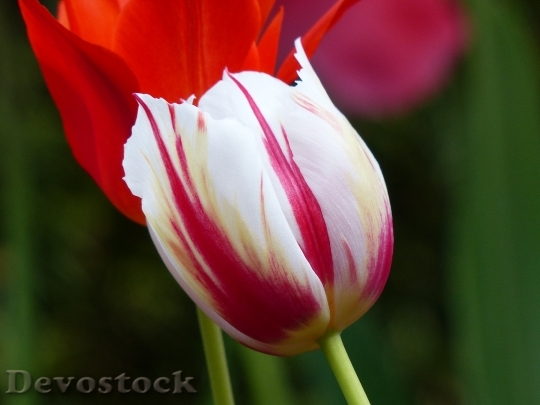 Devostock Tulip Blossom Bloom Flower 3
