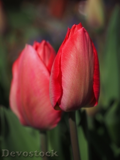 Devostock Tulip Blossom Bloom Flower 4