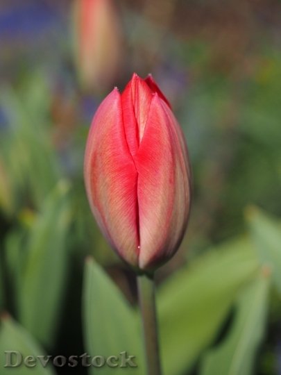 Devostock Tulip Blossom Bloom Flower 5