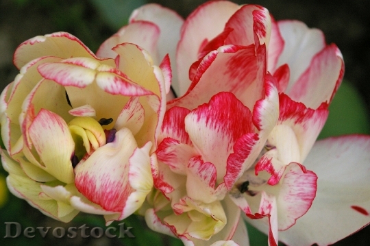 Devostock Tulip Blossom Bloom Flower 6