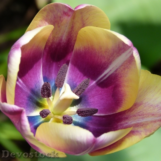 Devostock Tulip Blossom Bloom Flower 8