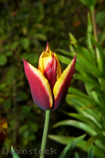 Devostock Tulip Blossom Bloom Flower 9