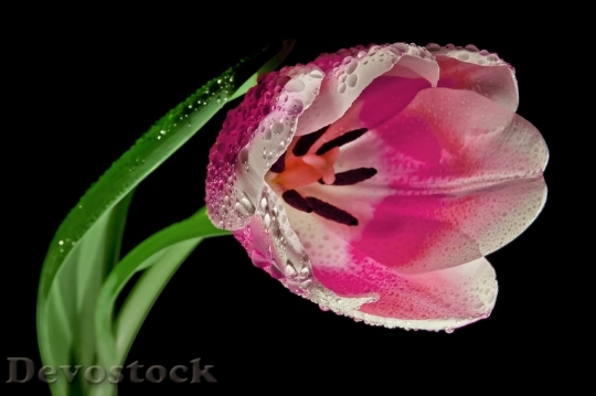 Devostock Tulip Blossom Bloom Macro