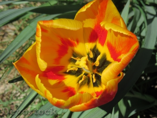 Devostock Tulip Blossom Bloom Petals 0