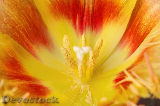 Devostock Tulip Blossom Bloom Petals 2