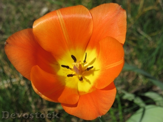 Devostock Tulip Blossom Bloom Petals