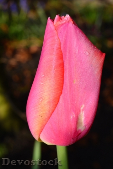 Devostock Tulip Blossom Bloom Pink 0