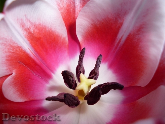 Devostock Tulip Blossom Bloom Pink 10