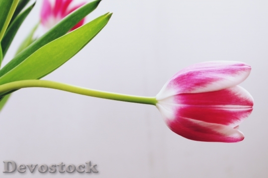 Devostock Tulip Blossom Bloom Pink 11