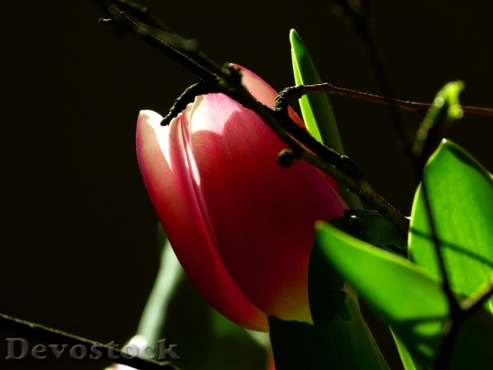 Devostock Tulip Blossom Bloom Pink 2