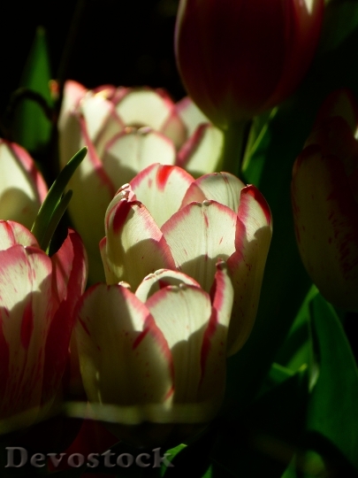 Devostock Tulip Blossom Bloom Pink 3
